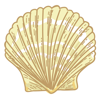 Detailed seashell drawn in flat colors only on a transparent base. There is no white behind the art so you cna easily drop it into your projects. Comes with a high resolution jpeg.