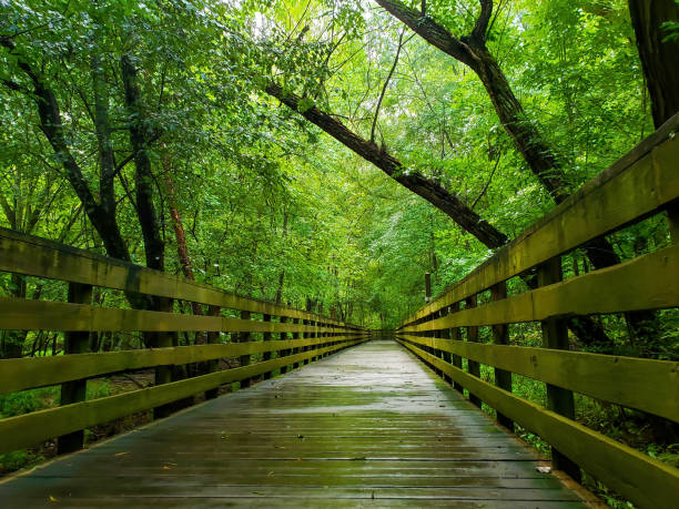 Clear wooden boardwalk running though the forest in a national park stock photo