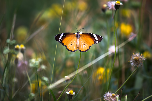 A butterfly's role—Areas filled with butterflies, moths, and other invertebrates benefit with pollination and \n natural pest control. Butterflies and moths are also an important part of the food chain, providing food for birds, bats, and other animals.
