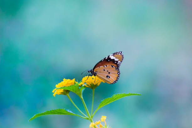 istock Danaus chrysippus, also known as the plain tiger, African queen, or African monarch, Danainae,  is a medium-sized butterfly widespread in Asia, macro shots, butterfly garden. 1354438100