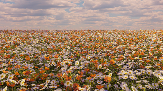 many flowers large field of daisies in sun light with cloudy sky at horizon 3D illustration