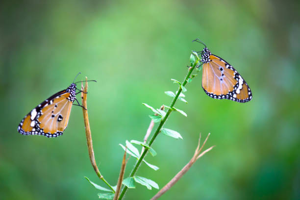 istock Danaus chrysippus, also known as the plain tiger, African queen, or African monarch, Danainae,  is a medium-sized butterfly widespread in Asia, macro shots, butterfly garden. 1354438495