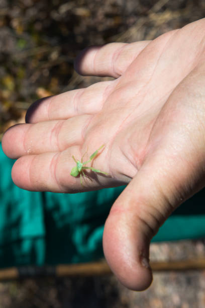 istock Human hand holding a green praying mantis. Namibia 1354439423