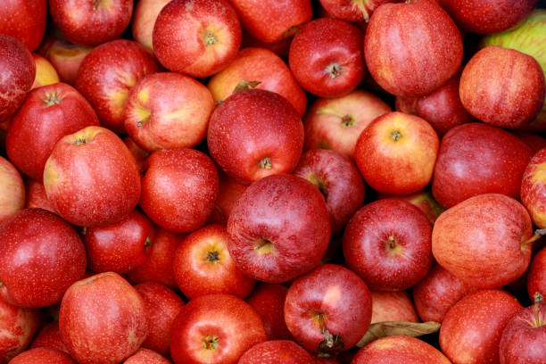 おいしい赤いリンゴ。健康的な食事食品の概念. - apple gala apple fuji apple fruit ストックフォトと画像