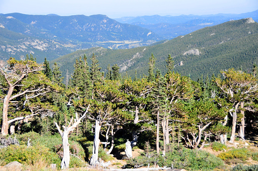 Bristlecone pine trees (Pinus aristata) - Echo Lake Park, Arapaho National Forest, Mt Evans, Colorado, USA