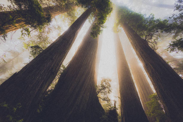 http://blogtoscano.altervista.org/istockbanner/tree.jpg