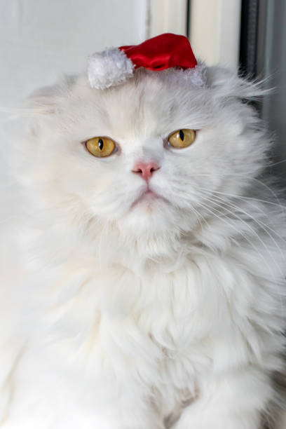 istock Scottish fold long hair cat and Persian cat mixed Persittish kitten 1354441246