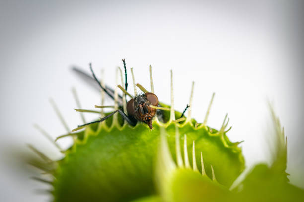 Venus fly trap