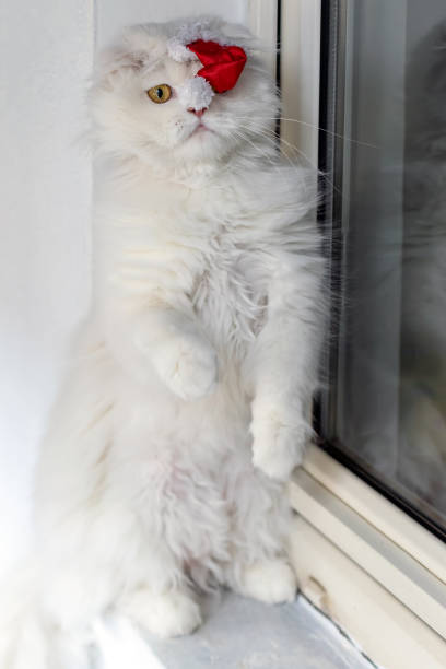 sad white cat