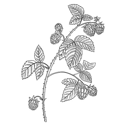 vector drawing branch of raspberry with leaves and berries, hand drawn vintage illustration