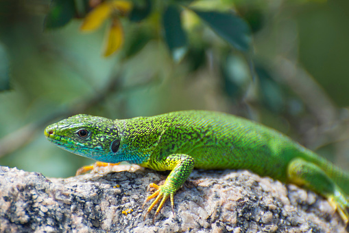 Portrait of european green lizard (lacerta viridis). The lizard crawling on a stone, the claws of paw is photographed in close-up.