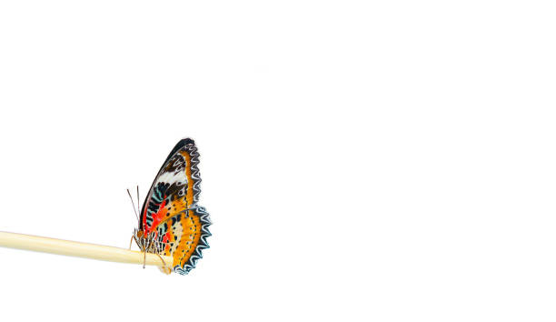 istock butterflies  perched on the chopsticks isolated on white copy space 1354445717