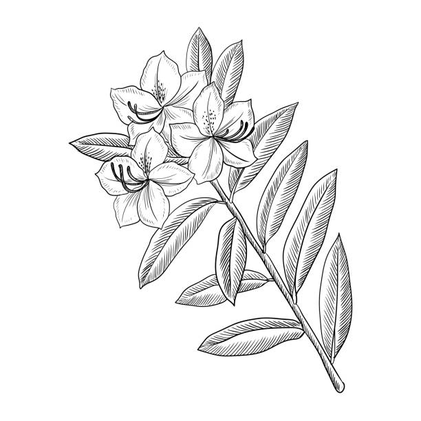 vektorzeichnungszweig des rhododendronbaums mit blättern - azalea stock-grafiken, -clipart, -cartoons und -symbole