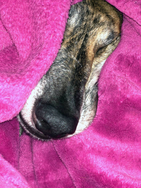 istock sleeping Galgo cozy in his blanket 1354447051