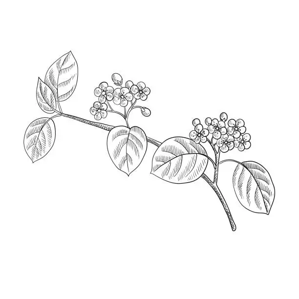 Vector illustration of vector drawing flowering branch of black chokeberry tree with leaves