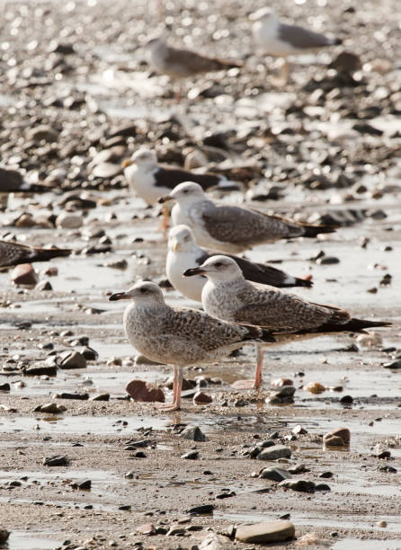 istock group of seagulls on the beach 1354447300