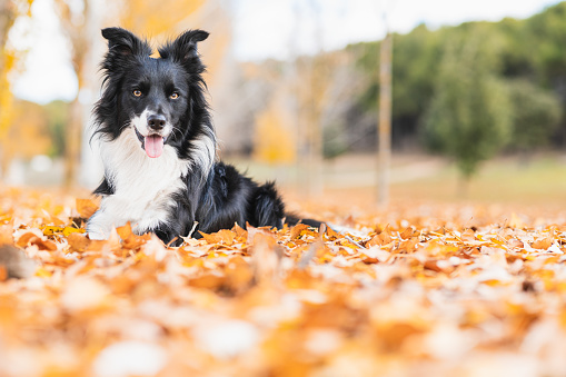 Young border collie lying on fallen leaves in a park. Image with copy space.