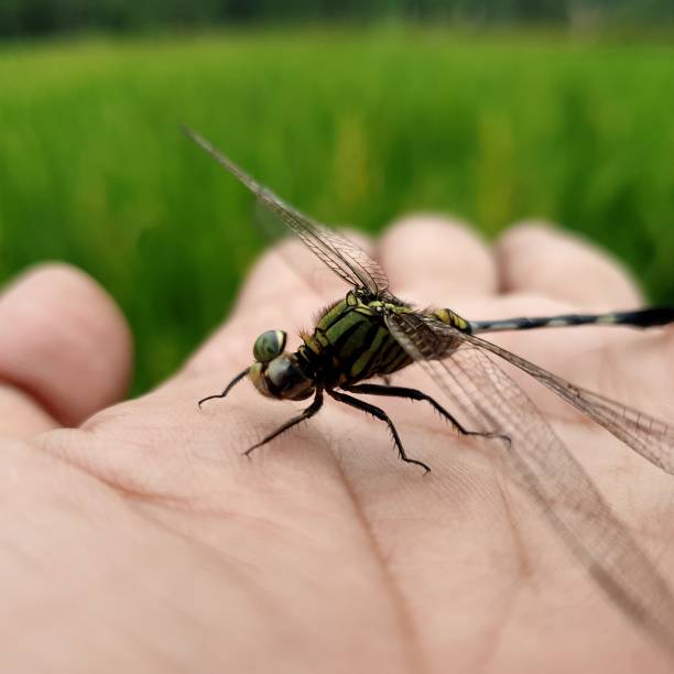 istock Close up dragonfly on the hand 1354447518