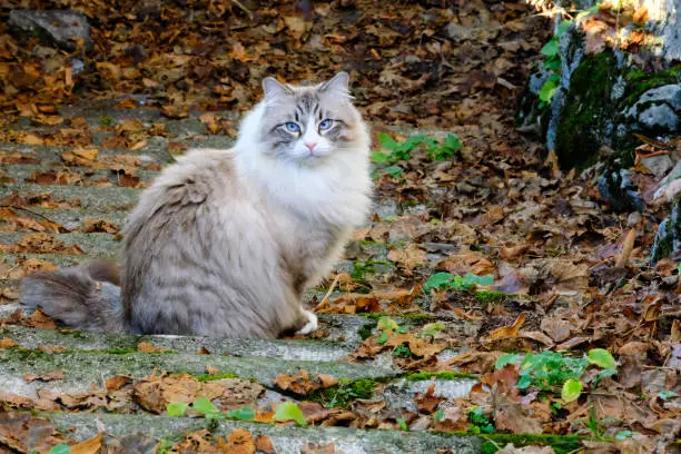 A Birman, also known as the Sacred cat of Burma, inside a garden covered with autumn leaves.