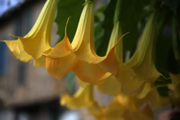 Close-up of the hanging flowers of the Brugmansia suaveolens plant