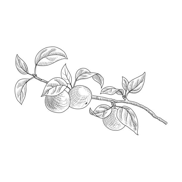 잎이 있는 사과 나무의 벡터 드로잉 분기 - apple tree branch stock illustrations
