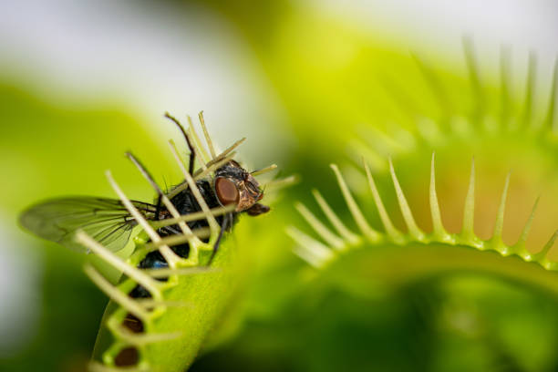 istock Carnivorous Venus fly trap eating 1354448966
