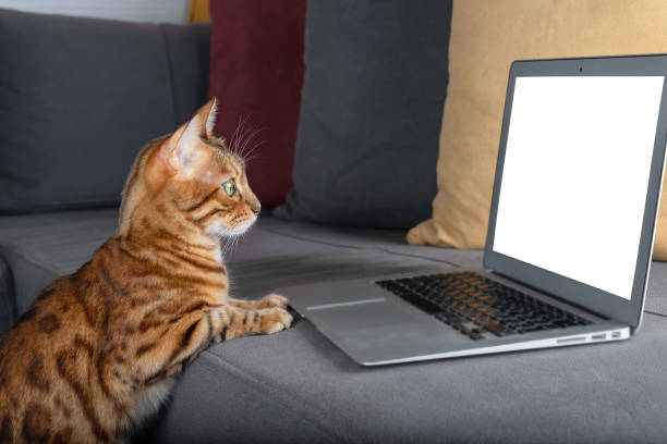 istock Bengal cat looks at a mock-up of a white laptop screen, online training on a PC, e-learning, watching movies. 1354449815