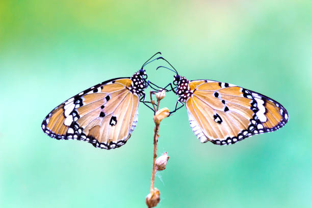 istock Danaus chrysippus, also known as the plain tiger, African queen, or African monarch, Danainae,  is a medium-sized butterfly widespread in Asia, macro shots, butterfly garden. 1354449820