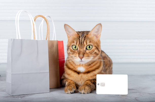 bengal cat with lots of packages and a credit card. shopping day - domestic cat bag shopping gift imagens e fotografias de stock