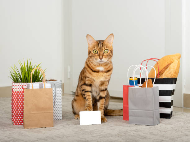 bengal domestic cat next to the packages. shopping concept. place to insert - domestic cat bag shopping gift imagens e fotografias de stock