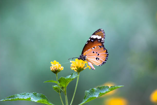 istock The Plain tiger butterfly drinking nectar from the flower on green clear natures background 1354449880
