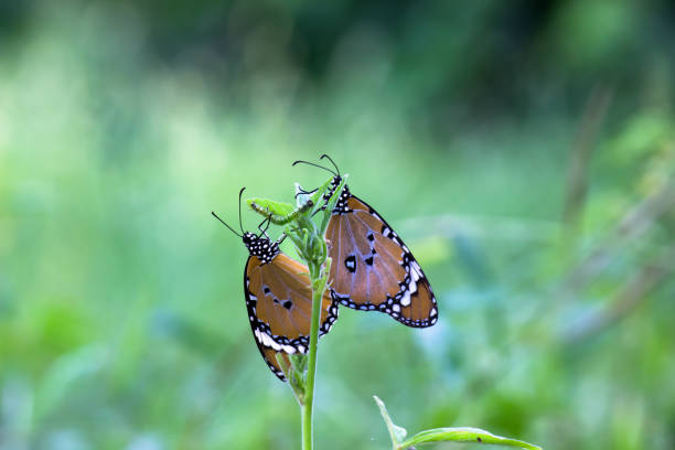 istock Danaus chrysippus, also known as the plain tiger, African queen, or African monarch, Danainae,  is a medium-sized butterfly widespread in Asia, macro shots, butterfly garden. 1354450012
