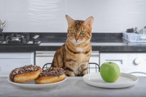 istock The cat chooses between fruit and donut. The concept of proper nutrition. 1354450021