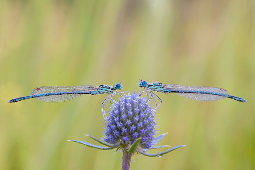 The Zygoptera are the damselflies, which although less known than the dragonflies, are no less common. More than 1,300 species are in this family, making it the largest damselfly family.