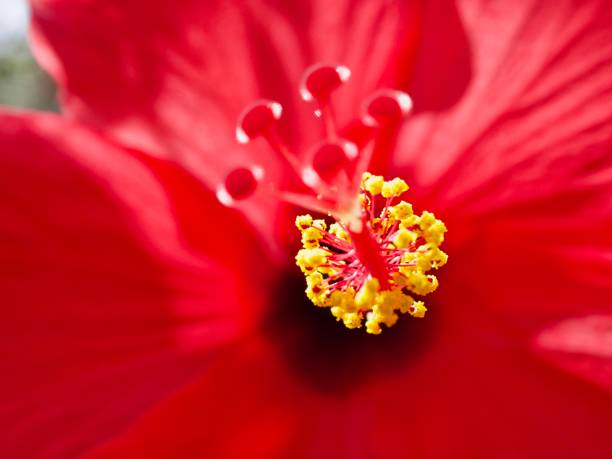 red hibiscus stock photo