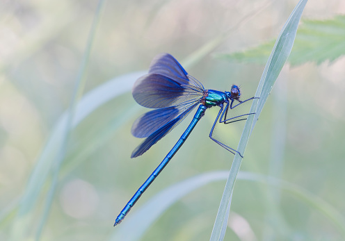 The Calopterygidae are found on every continent except Antarctica. They live along rivers and streams