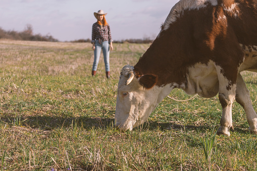 Female rancher wearing cowboy hat taking care of cows on pasture