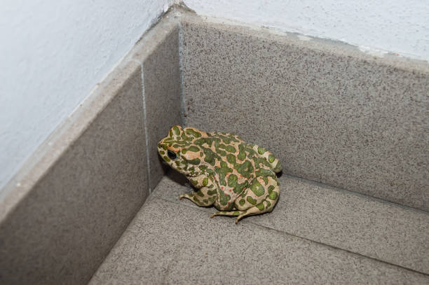 crapaud d’europe commun - common toad photos et images de collection