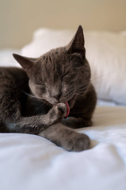 istock Blue Russian Cat staring at the camera with yellow eyes 1354455174