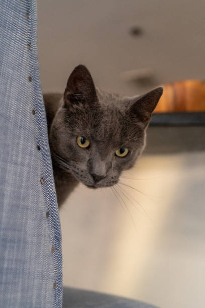 istock Blue Russian Cat staring at the camera with yellow eyes 1354455176