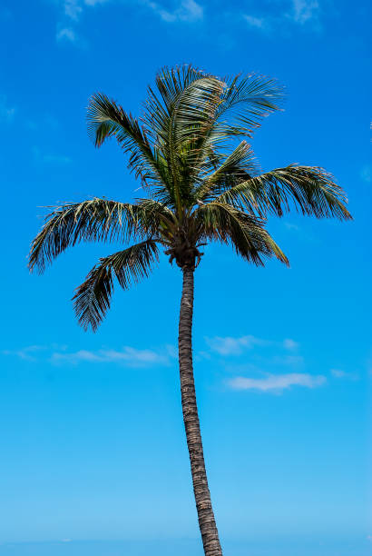 istock palm tree against blue sky, digital photo picture as a background 1354455441