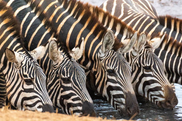 Herd of zebras in Kenya in the savannah, Africa. Zebra in Kenya in the savannah, Africa. Zebras are African equines with distinctive black-and-white striped coats. Family Equidae tsavo east national park stock pictures, royalty-free photos & images