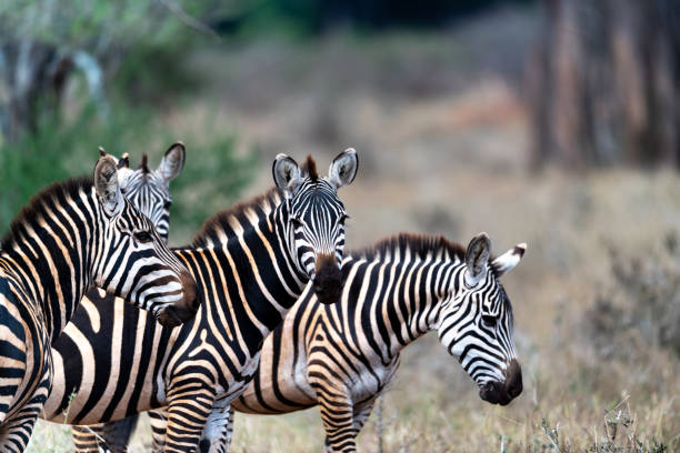 Zebra in Kenya in the savannah, Africa. stock photo