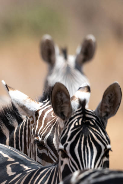 Zebra in Kenya in the savannah, Africa. stock photo