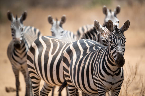 istock Zebra in Kenya in the savannah, Africa. 1354457292