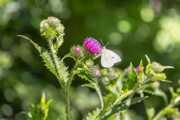 blooming plant and pieridae butterly