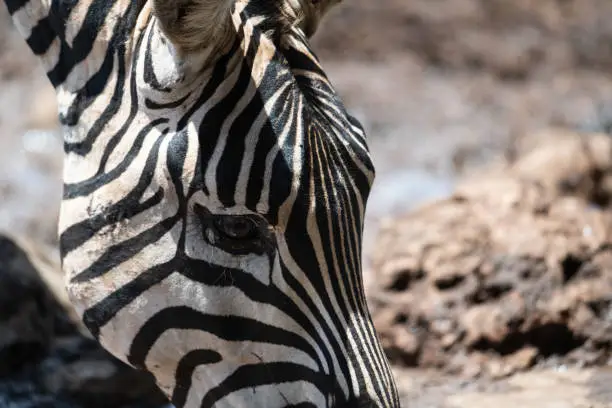 Black and white zebra head, Kenia. Zebras are African equines with distinctive black-and-white striped coats. Family Equidae.