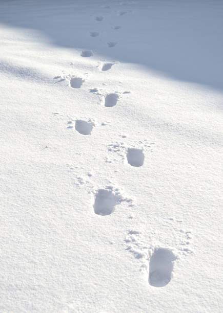 istock Human footsteps in the snow 1354458380