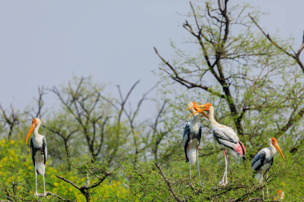pair of painted storks grooming pair of painted storks grooming bharatpur photos stock pictures, royalty-free photos & images