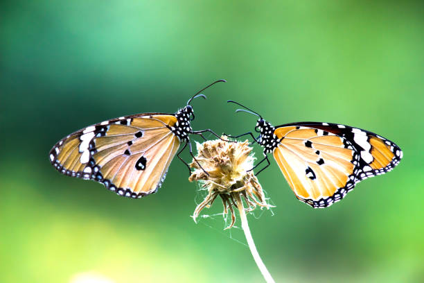 istock Danaus chrysippus, also known as the plain tiger, African queen, or African monarch, Danainae,  is a medium-sized butterfly widespread in Asia, macro shots, butterfly garden. 1354460261